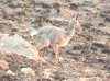 Grey Rhebok