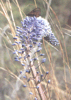 Bloeiende vetplant
