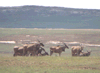 Eland