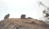 Klipdassen