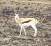 Springbok