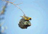 Wevervogel: Masked weaver