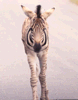 Jonge zebra