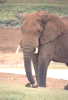 Olifant