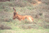 Lichtenstein's hartebeest