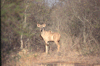 Waterbok