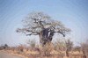 Baobab boom