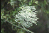 Dauwdruppels