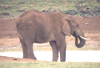 Olifant