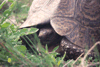 Schildpad