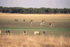 Willem Pretorius Game Reserve