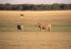 Neushoorns