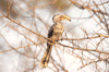 Southern yellowbilled hornbill