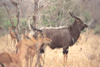 Nyala