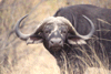 Buffel