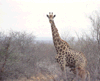 Giraffe met drinkend jong