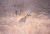 Gevlekte hyena