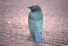 Glossy starling