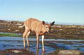 VancouverIsland2