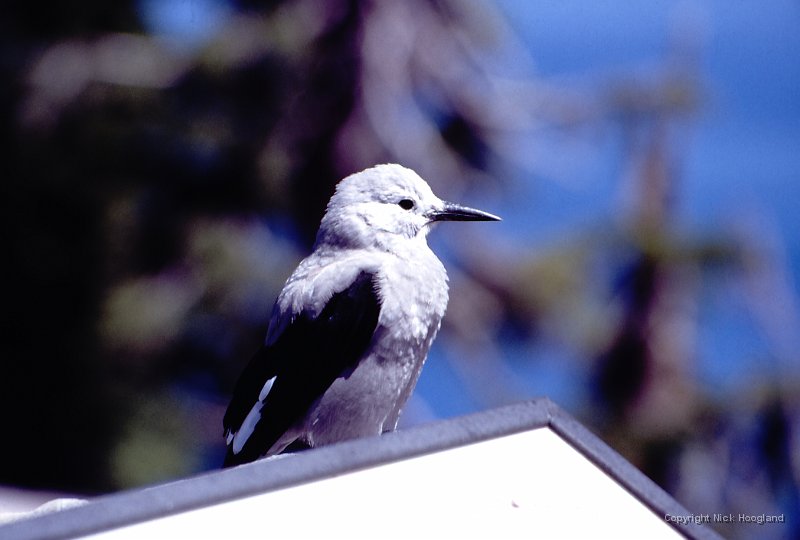 Vogel1.jpg