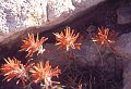 Bloem1