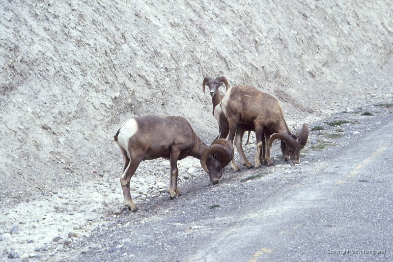 Schaap1.jpg