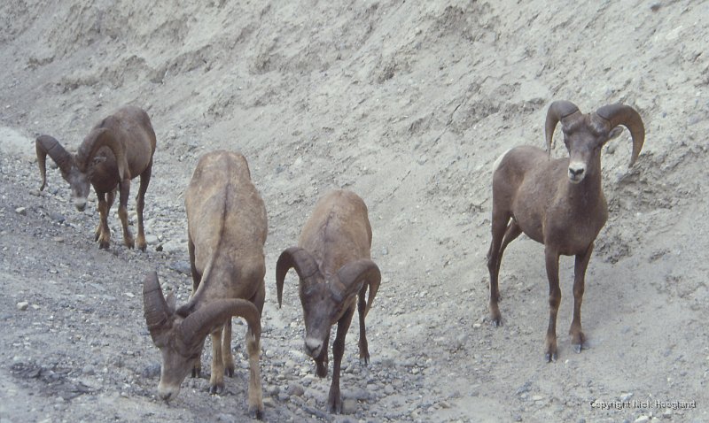 Schaap2.jpg