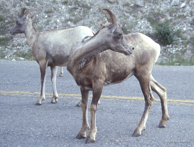 Schaap3.jpg