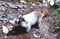 Marmot2