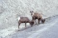 Schaap1