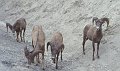 Schaap2