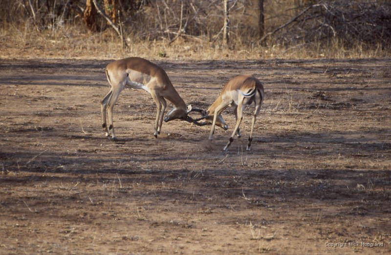 Antilope1.jpg