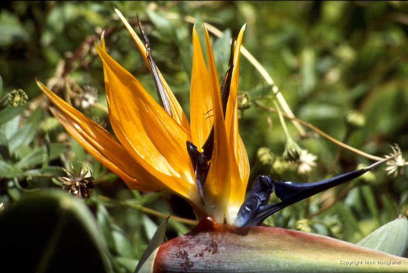 Bloem1.jpg