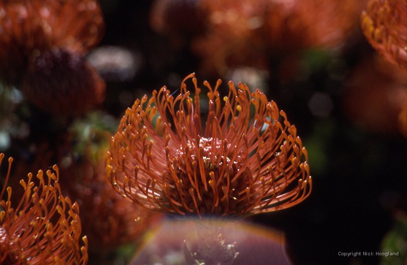 Bloem10.jpg