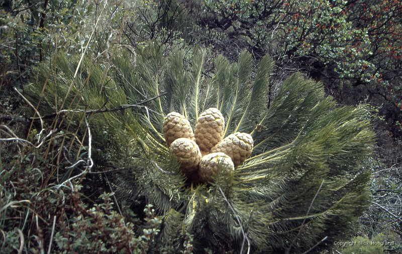Bloem2.jpg