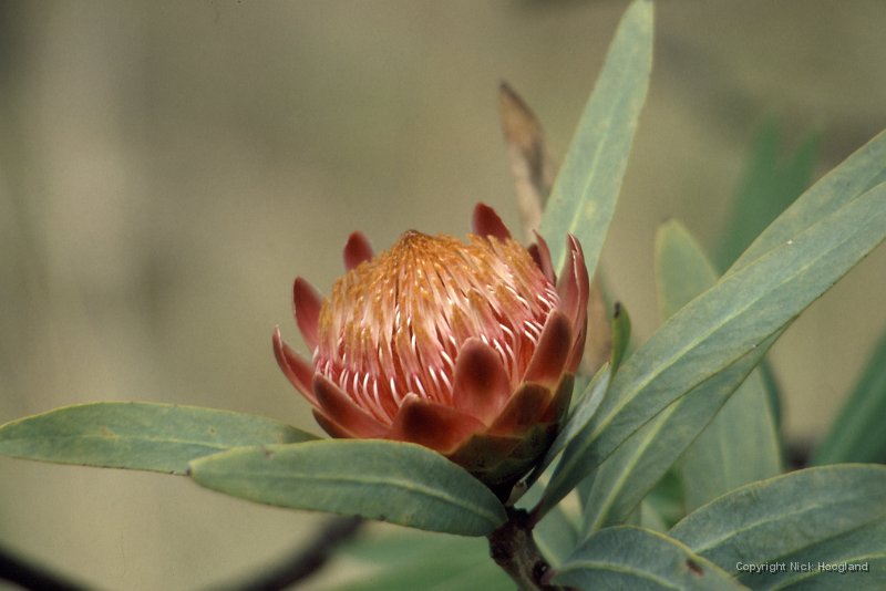 Bloem3.jpg