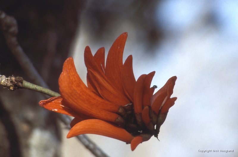 Bloem5.jpg