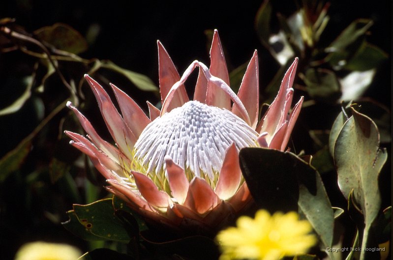 Bloem6.jpg