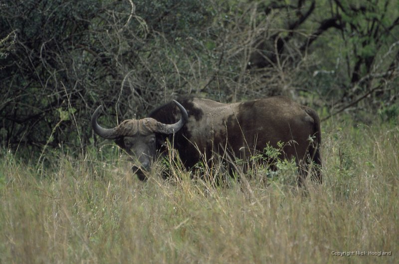 Buffel1.jpg