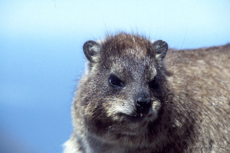 Dassie2.jpg