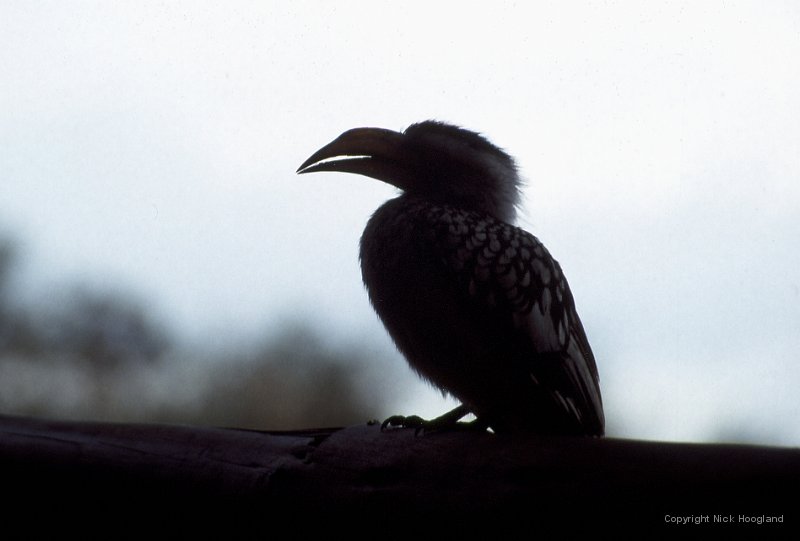 Hornbill1.jpg