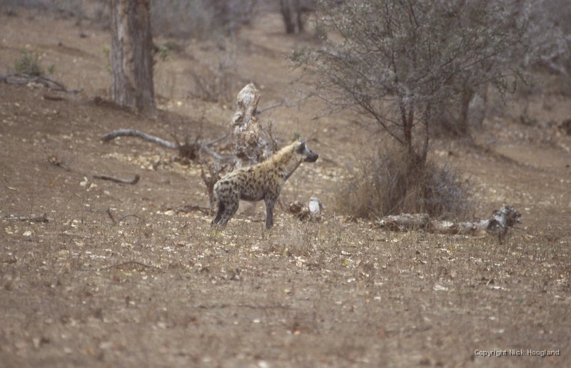 Hyena1.jpg