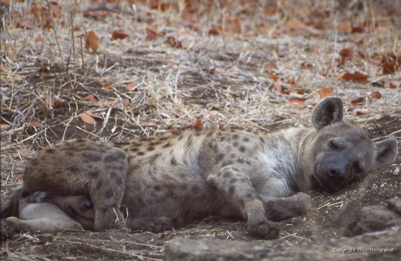 Hyena2.jpg