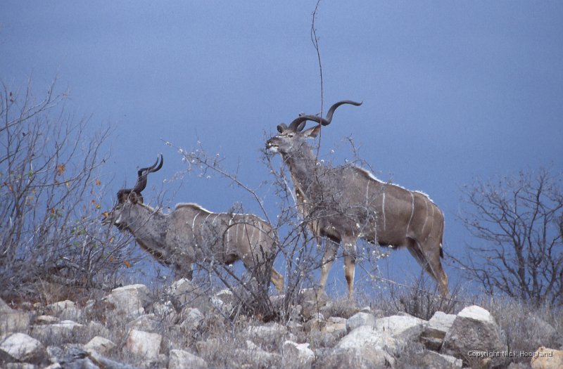 Kudu1.jpg