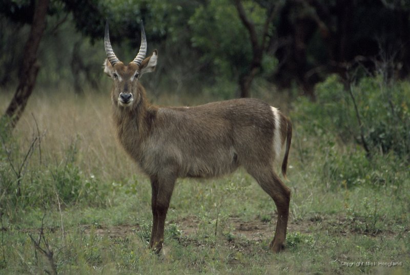 Kudu3.jpg