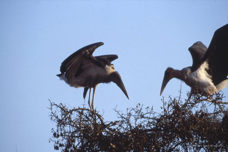 Marabou1.jpg