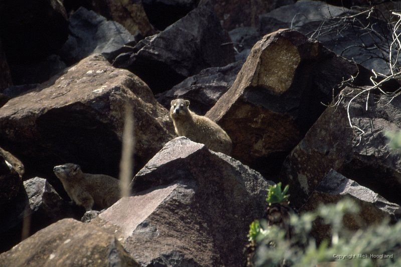 Marmot1.jpg