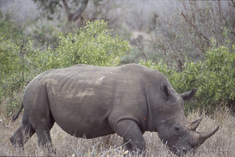 Neushoorn1.jpg