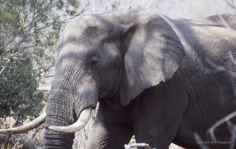 Olifant1.jpg