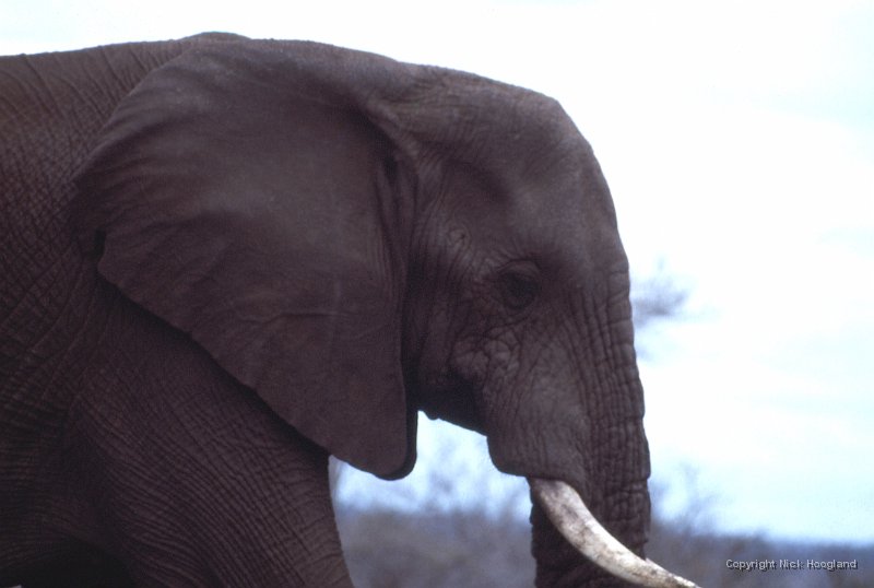Olifant2.jpg